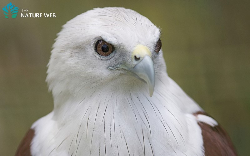 Brahminy Kite